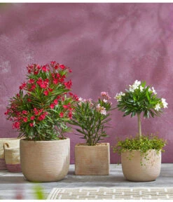 Oleander, Busch -Gartenserien Verkaufsgeschäft 8596850 PR MO 009 8590200 OleanderStandard Nerium oleander Oleander Staemmchen Oleander Busch UveSauer