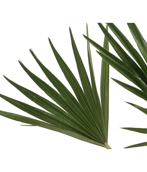 Zwergpalme 'Vulcano' 5 Zwergpalme 'Vulcano' - Image 3