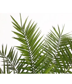 XXL Kanarische Dattelpalme, Ca. 140-160 Cm -Gartenserien Verkaufsgeschäft 8608721 PR DE 001 PhoenixCanariensisT28DehnerExpressHerzig