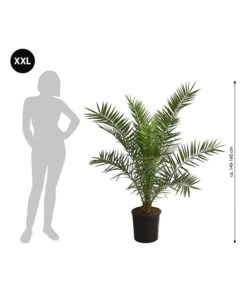 XXL Kanarische Dattelpalme, Ca. 140-160 Cm -Gartenserien Verkaufsgeschäft 8608721 WE BG 001 XXLKanarischeDattelpalme140160cm