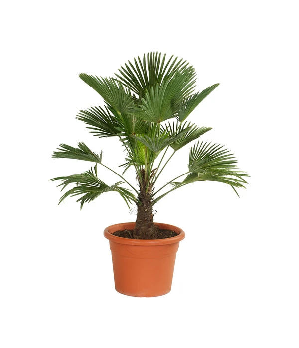 Wagners Hanfpalme 3 Wagners Hanfpalme