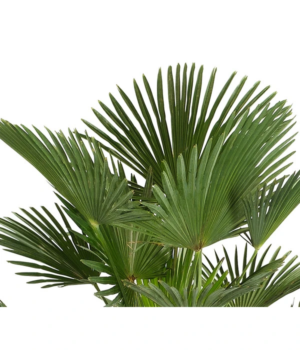 Wagners Hanfpalme 4 Wagners Hanfpalme - Image 2