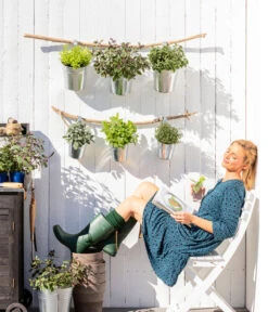 Dehner Gourmet Garten Strauchbasilikum 'Magic Blue' -Gartenserien Verkaufsgeschäft 8610123 WE MO 001 Oregano Kraeuter 1