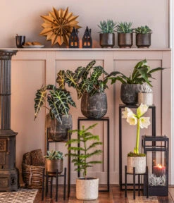 Metall-Pflanzenständer Ascot, Schwarz -Gartenserien Verkaufsgeschäft 8611253 WE MO 002 ZimmertanneAraucariaT13 GodJul GC16 2022 BL POS