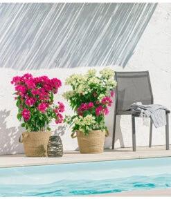 Drillingsblume 'Vera', Spalier 7 Drillingsblume 'Vera', Spalier -Gartenserien Verkaufsgeschäft 8618258 PR MO 001 BougainvilleT19Twin