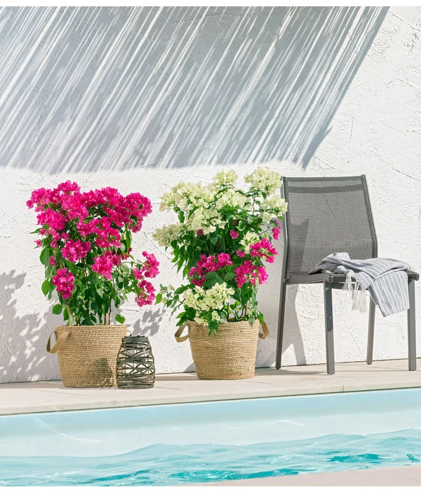 Drillingsblume 'Vera', Spalier 5 Drillingsblume 'Vera', Spalier - Image 3