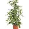 Birkenfeige - Ficus Benjamina 'Golden King' -Gartenserien Verkaufsgeschäft 8648073 WE FS 001 FicusGoldenKingT17DehnerExpressHerzig