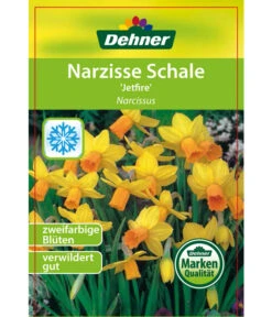 Narzisse 'Jetfire', Schale -Gartenserien Verkaufsgeschäft 8662363 Narcissus Jetfire Schale 2016 1