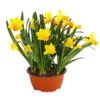 Narzisse 'Jetfire', Schale 2 Narzisse 'Jetfire', Schale -Gartenserien Verkaufsgeschäft 8662363 PR FS 001 NarzissenNarcissusJetFireSchaleT16DehnerExpressHerzig