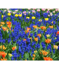 Traubenhyazinthe, Blau -Gartenserien Verkaufsgeschäft 8662702 8662645 8662710 HyazintheBlauMuscariTraubenhyazinthePixabay