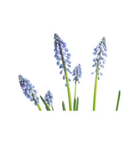 Traubenhyazinthe, Blau -Gartenserien Verkaufsgeschäft 8662702 WE DE 001 MuscariArmeniacumBlauTraubenhyazintheT9cm