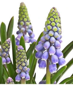 Traubenhyazinthe, Blau -Gartenserien Verkaufsgeschäft 8662702 WE DE 002 TraubenhyazintheMuscariArmeniacumT9DehnerExpressHerzig