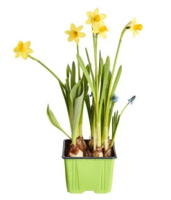 Zwiebelpflanzen-Trio Frühlingsstimmung -Gartenserien Verkaufsgeschäft 8686636 PR FS 001 Zwiebel4erMixT9DehnerExpressZS