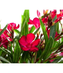 Oleander, Solitärbusch -Gartenserien Verkaufsgeschäft 8753105 WE DE 001 NeriumOleanderBuschRotT30