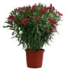 Oleander, Solitärbusch -Gartenserien Verkaufsgeschäft 8753105 WE FS 001 NeriumOleanderBuschRotT30