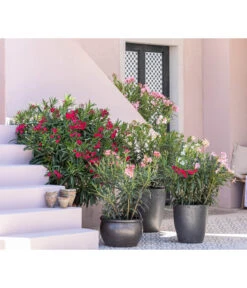 Oleander, Solitärbusch -Gartenserien Verkaufsgeschäft 8753139 WE MO 001 OleanderNeriumOleander