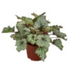 Blattbegonie - Begonia Rex-Hybride 'Asian Tundra' -Gartenserien Verkaufsgeschäft 8761017 WE FS 001 BegoniaAsianTundra Blattbegonie