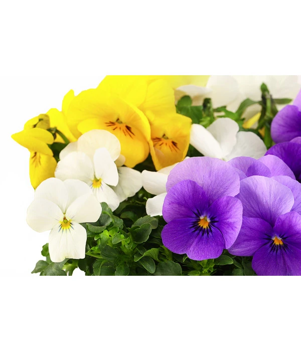 Hornveilchen-Trio, Weiß/gelb/lila 4 Hornveilchen-Trio, Weiß/gelb/lila - Image 2