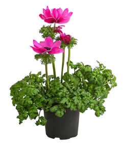 Beet- & Balkonpflanzen-Set Rosa Frühling, 6-teilig -Gartenserien Verkaufsgeschäft 8809386 WE FS 002 AnemoneCoronariaKronenAnemoneRosaT12