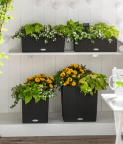 Süßkartoffel, Verschiedene Farben 12 Süßkartoffel, Verschiedene Farben -Gartenserien Verkaufsgeschäft 8809592 8824500 WE MO 001 SuteraSchneefloeckchenWeiss GC07 2022 01