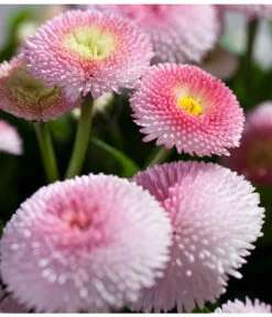 Beet- & Balkonpflanzen-Set Rosa Frühling, 6-teilig -Gartenserien Verkaufsgeschäft 8809857 PR DE 003 BellisRosaErdbeersahneGaensebluemchenSonderfarben