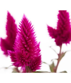 Federbusch 'Venezuela' -Gartenserien Verkaufsgeschäft 8810657 PR DE 1 CelosiaArgenteaVenezuelaDehnerExpressZS