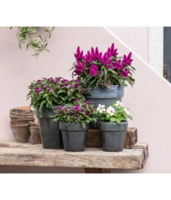 Federbusch 'Venezuela' -Gartenserien Verkaufsgeschäft 8810657 WE MO 001 Celosia