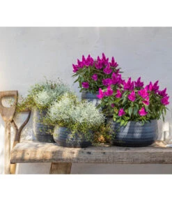 Federbusch 'Venezuela' -Gartenserien Verkaufsgeschäft 8810657 WE MO 002 Celosia