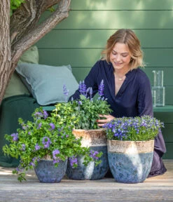 Fächerblume 8 Fächerblume -Gartenserien Verkaufsgeschäft 8811143 WE MO 001 BlaueMauritius