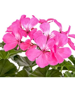 Bodendecker-Geranie 'Caliente Dark', Verschiedene Farben -Gartenserien Verkaufsgeschäft 8813479 PR DE 001 PelargoniumInterspezificBodendeckerGeranieCalienteDarkPinkDehnerExpressHerzig