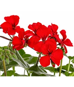 Bodendecker-Geranie 'Caliente Dark', Verschiedene Farben -Gartenserien Verkaufsgeschäft 8813479 PR DE 001 PelargoniumInterspezificBodendeckerGeranieCalienteDarkRotDehnerExpressHerzig
