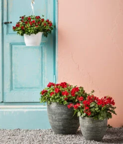 Bodendecker-Geranie 'Caliente Dark', Verschiedene Farben -Gartenserien Verkaufsgeschäft 8813479 WE MO 001 BodendeckergeranieCalienteDarkT13