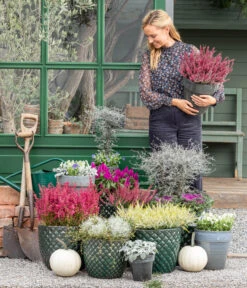 Federbusch 'Venezuela' -Gartenserien Verkaufsgeschäft 8815763 WE MO 001 MuecaGitterkrautMuehlenbeckia