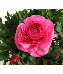 Beet- & Balkonpflanzen-Set Rosa Frühling, 6-teilig -Gartenserien Verkaufsgeschäft 8817355 PR DE 004 RanunkelnT11DehnerExpressHerzig