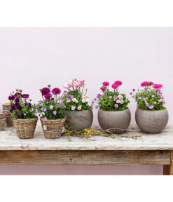 Beet- & Balkonpflanzen-Set Rosa Frühling, 6-teilig -Gartenserien Verkaufsgeschäft 8817355 WE MO 001 FruejahrTrioMixies