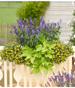 Süßkartoffel, Verschiedene Farben 11 Süßkartoffel, Verschiedene Farben -Gartenserien Verkaufsgeschäft 8817587 WE MO 001 SanvitaliaSalviaIpomoeaHusarenknopfSalbeiSuesskartoffelKastenRennerPrintMedia