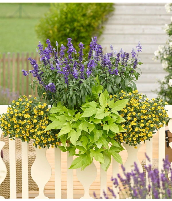 Süßkartoffel, Verschiedene Farben 5 Süßkartoffel, Verschiedene Farben - Image 3