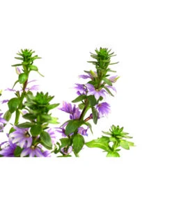 Fächerblume 9 Fächerblume -Gartenserien Verkaufsgeschäft 8817777 WE DE 001 FaecherblumeT12