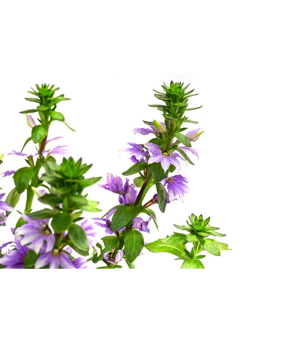 Fächerblume 6 Fächerblume - Image 4