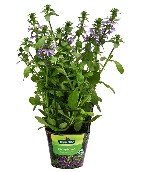 Fächerblume 3 Fächerblume