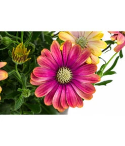 Kapkörbchen Im Pottburri®-Topf, Verschiedene Sorten -Gartenserien Verkaufsgeschäft 8820763 WE DE 001 KapkoerbchenMixT13