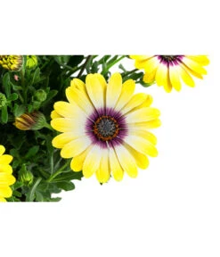 Kapkörbchen Im Pottburri®-Topf, Verschiedene Sorten -Gartenserien Verkaufsgeschäft 8820763 WE DE 002 KapkoerbchenMixT13