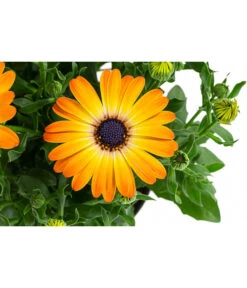 Kapkörbchen Im Pottburri®-Topf, Verschiedene Sorten -Gartenserien Verkaufsgeschäft 8820763 WE DE 003 KapkoerbchenMixT13