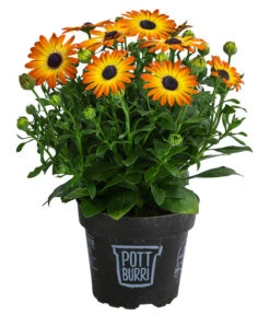 Kapkörbchen Im Pottburri®-Topf, Verschiedene Sorten -Gartenserien Verkaufsgeschäft 8820763 WE FS 003 KapkoerbchenMixT13