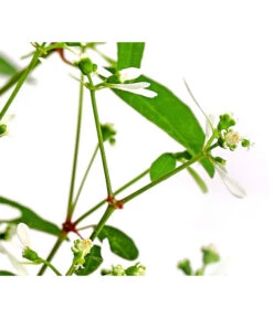 Zauberschnee 'Diamond Frost' -Gartenserien Verkaufsgeschäft 8823155 WE DE 003 EuphorbiaDiamondFrost