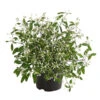 Zauberschnee 'Diamond Frost' 1 Zauberschnee 'Diamond Frost' -Gartenserien Verkaufsgeschäft 8823155 WE FS 001 ZauberschneeEuphorbiaGramineaDiamondFrostT11OWDehnerExpressHerzig