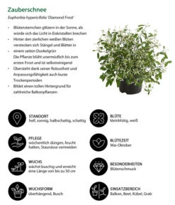 Zauberschnee 'Diamond Frost' -Gartenserien Verkaufsgeschäft 8823155 WE IG 001 EuphorbiaDiamondFrostT14