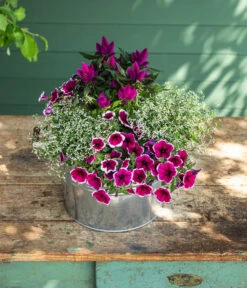 Federbusch 'Venezuela' -Gartenserien Verkaufsgeschäft 8824021 8810657 WE MO 002 PetuniePicoteeMinihaengepetuniet12 Onlineshop 2022 KW29 02