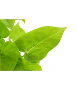 Süßkartoffel, Verschiedene Farben 14 Süßkartoffel, Verschiedene Farben -Gartenserien Verkaufsgeschäft 8824500 WE DE 001 IpromoeaT12