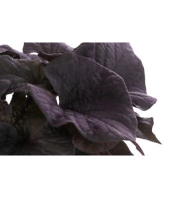 Süßkartoffel, Verschiedene Farben 15 Süßkartoffel, Verschiedene Farben -Gartenserien Verkaufsgeschäft 8824500 WE DE 002 SuesskartoffelT12